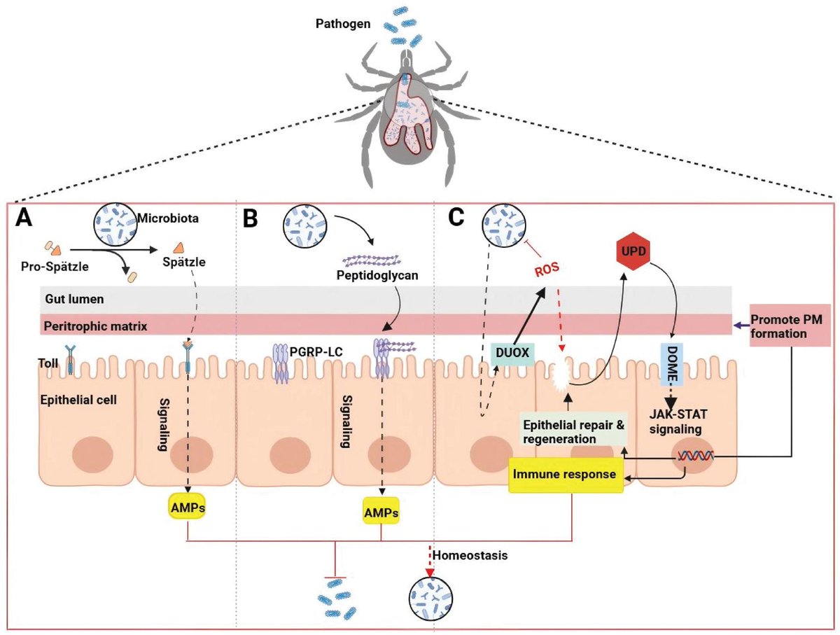 Zoonoses tweet media