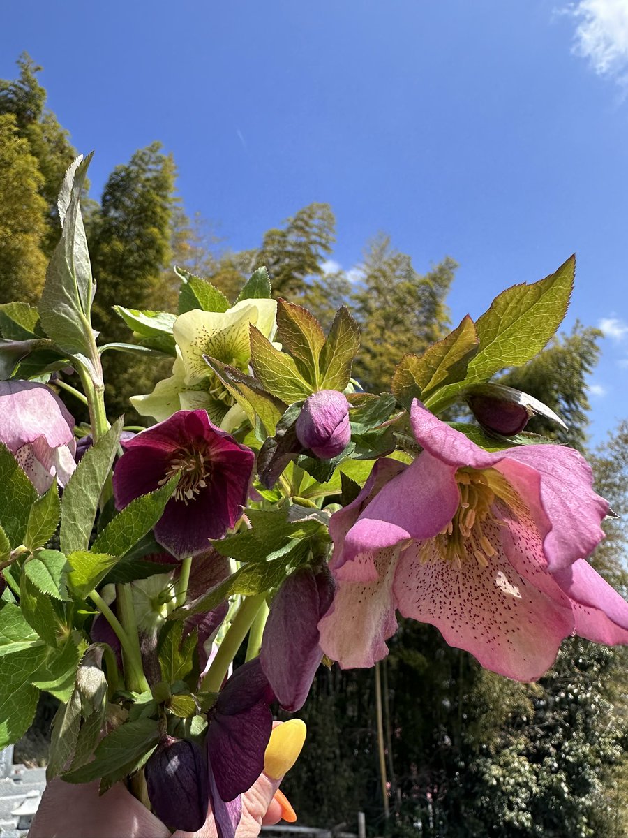 nacccc00's tweet photo. 3月17日(火)大安
春のお彼岸がスタート！って事で、我が家の庭に母が植えたクリスマスローズ(今季咲かないかと思ったけと、お彼岸に合わせて咲いてくれた)を持ってお墓参りへ
どんどん晴れてきて、気持ちよかった〜
じぃちゃん、ばぁちゃん、みんなを守ってね☆
#春のお彼岸
#妊活りんどう
#幸せ日記 https://t.co/mFfgbiOxZB
