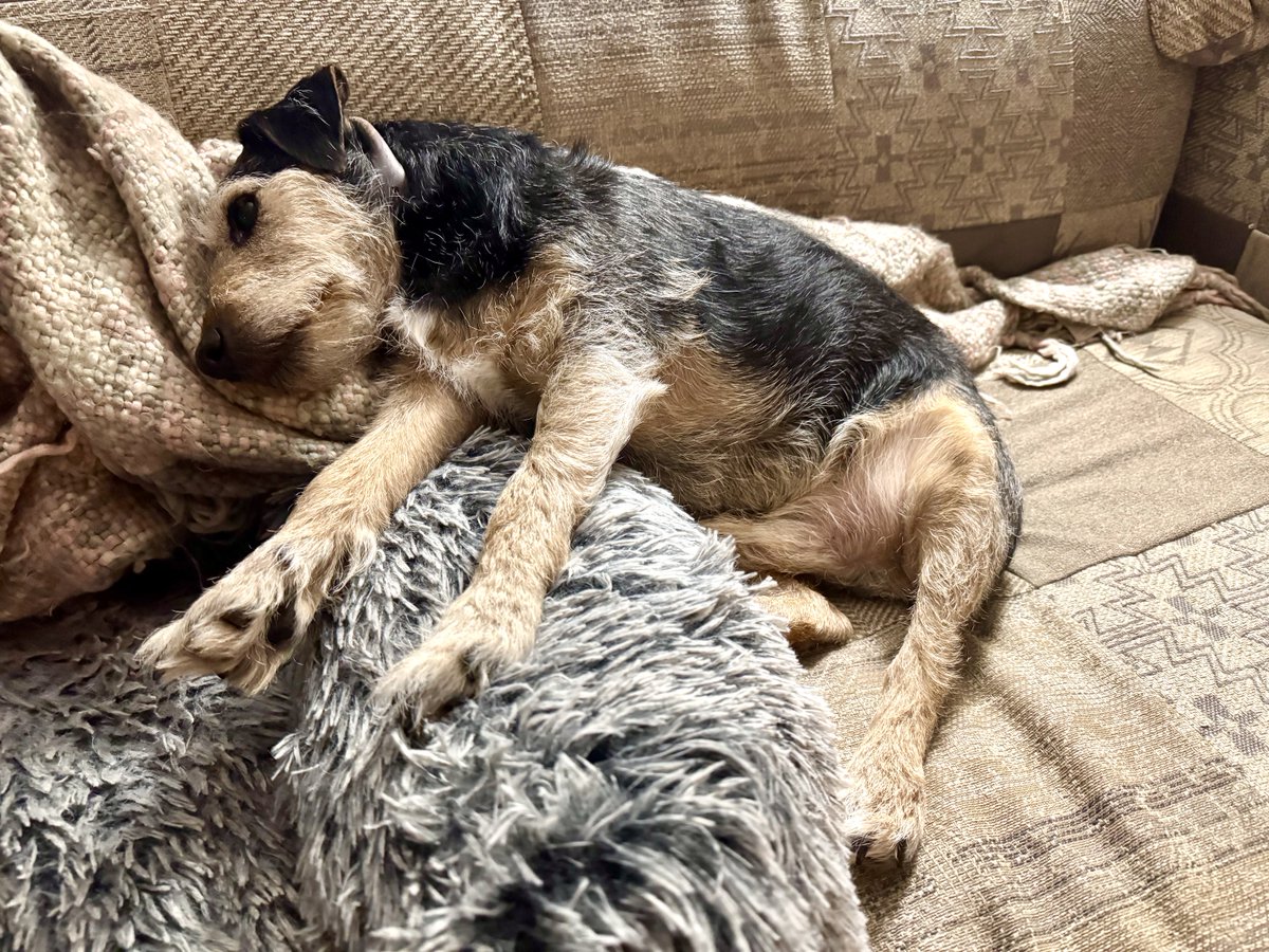 Ralf Bat 🦇 Dog & Margo (Moo) tweet media