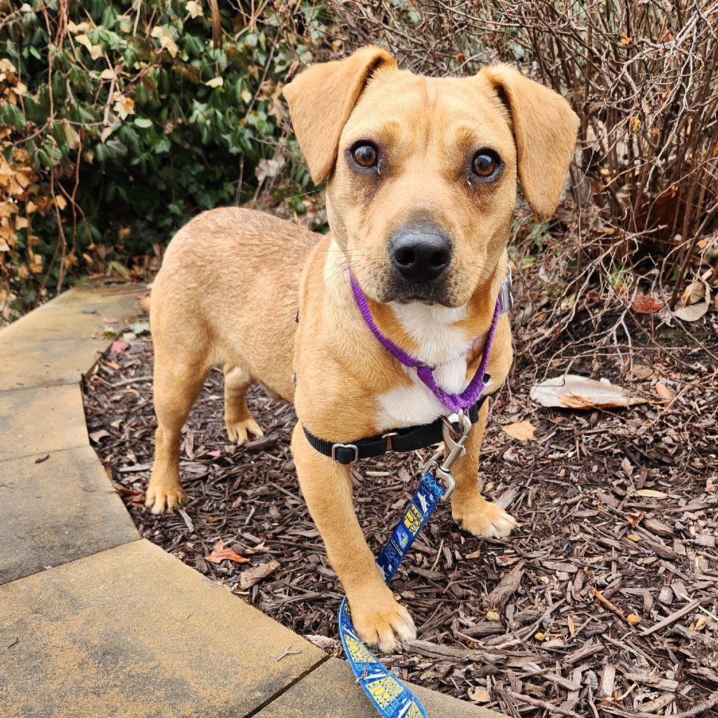 Lost Dog & Cat Rescue tweet media