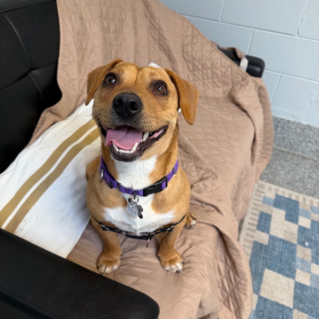 Lost Dog & Cat Rescue tweet media