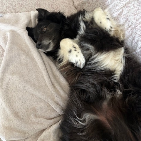 Lost Dog & Cat Rescue tweet media