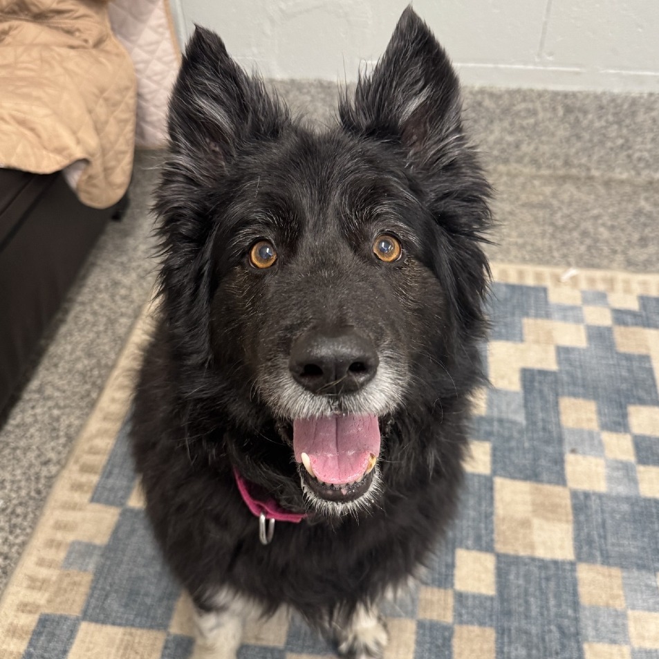 Lost Dog & Cat Rescue tweet media