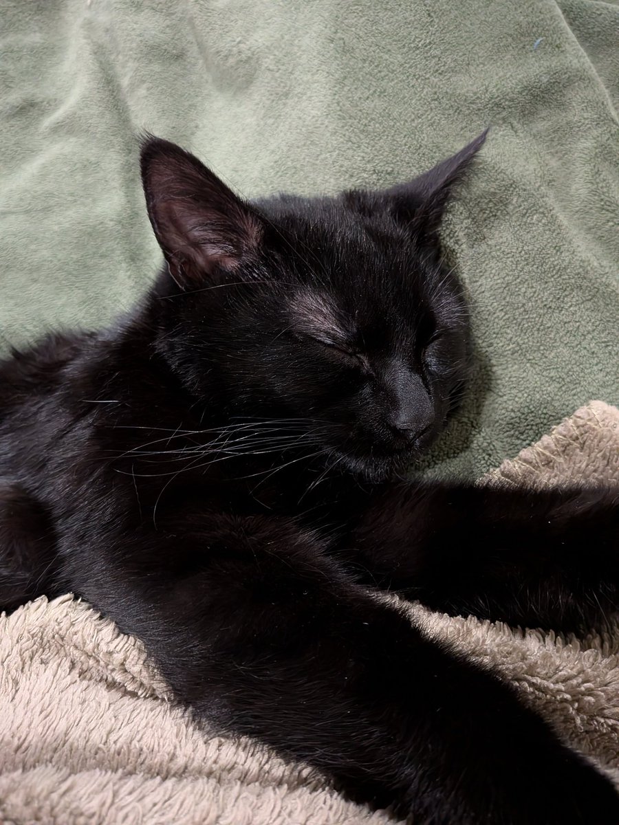 Julie🌱 Jul•livert Ocel·leta🥇 ジュリ 鳥☮️ 🏳️‍🌈 tweet media