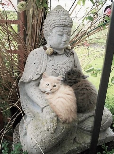 Cute Cats 🐱 tweet media