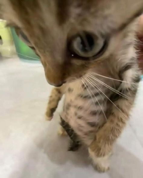 minakttn's tweet photo. ⠀𐔌՞. .՞𐦯
゛ ⸝⸝.ᐟ⋆  ꒰ looking for moots!! ꒱

⠀　⠀  ⠀mina , 21  ⌒⠀
⠀⠀⠀⠀she   ノ⠀they⠀
︵⠀val, genshin, wuwa, mc  .ᐟ
art, anime, clairo, beabadoobee
#promotwt #moothunt #valtwt #anitwt

⠀⠀ ♡ / ↻ to be moots .ᐟ MDNI! https://t.co/h5EFnOWWS2