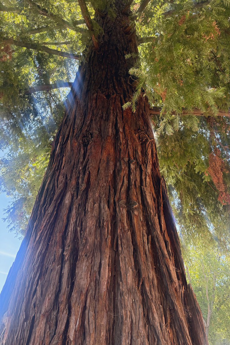 Reuven Goldstein tweet media