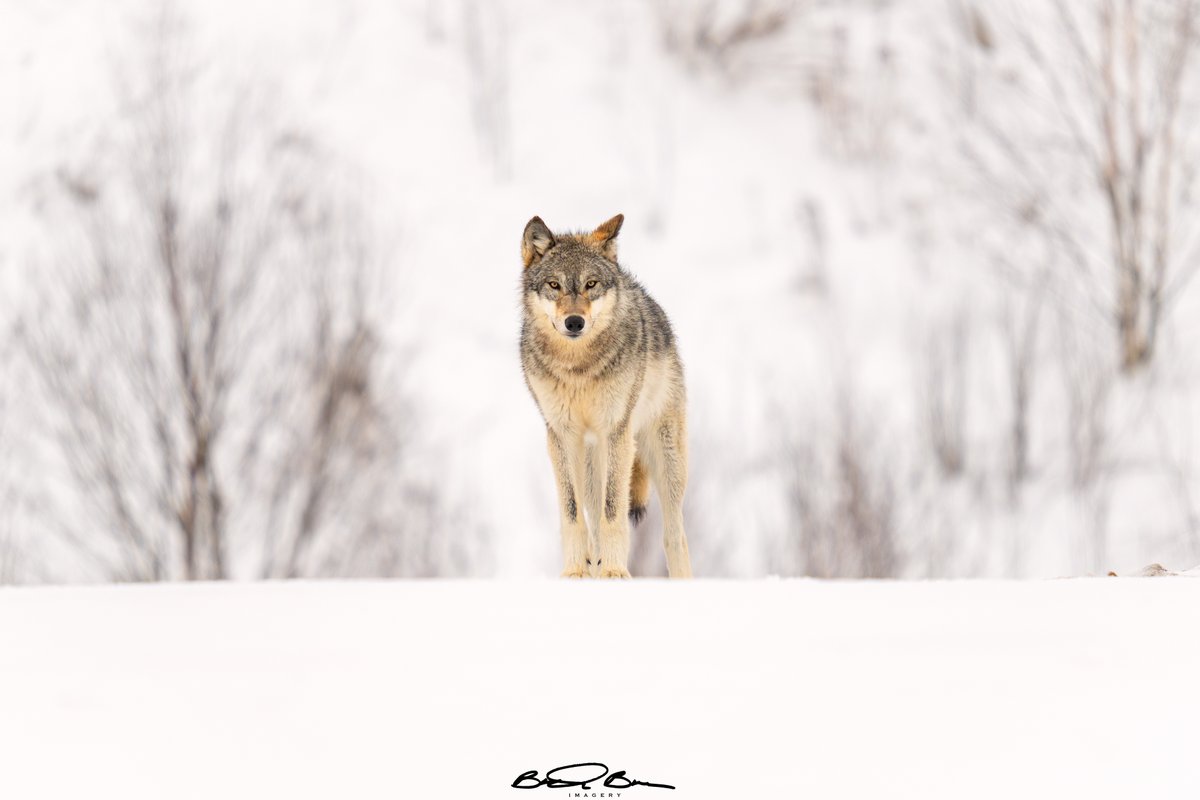 Brandon Brown tweet media