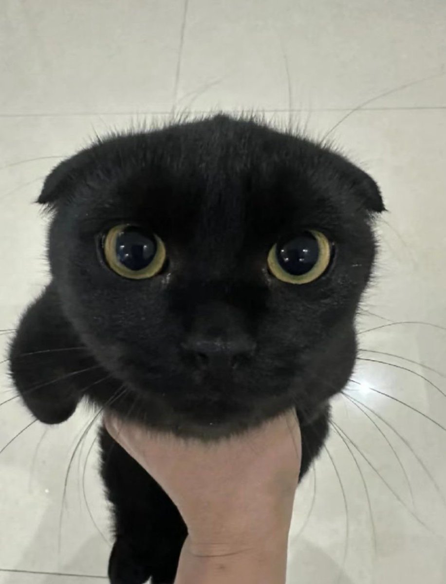 Black cats are not bad luck tweet media