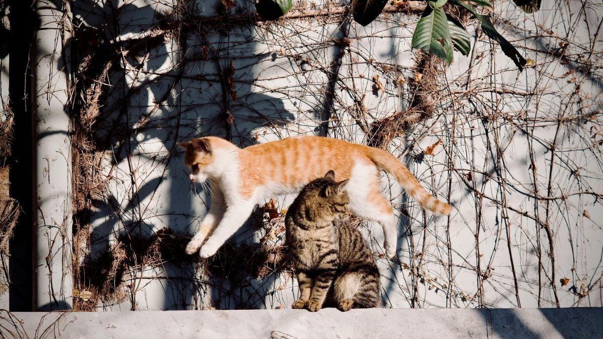 Slate.fr tweet media