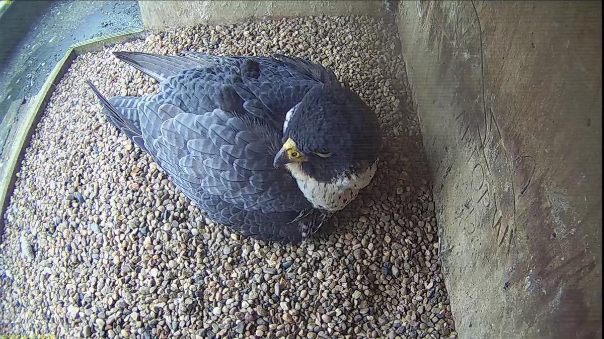 FaB Peregrines tweet media
