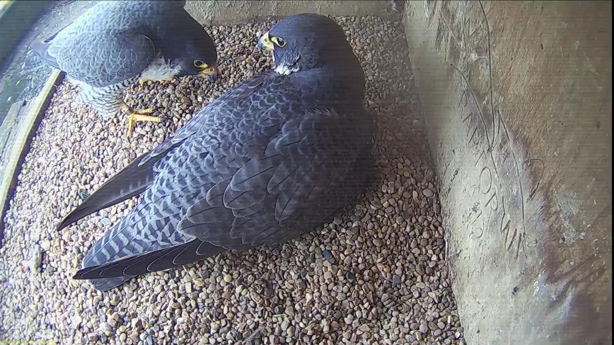 FaB Peregrines tweet media