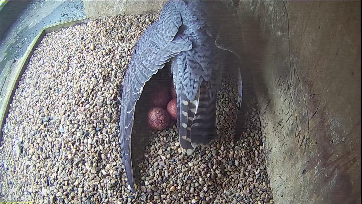 FaB Peregrines tweet media
