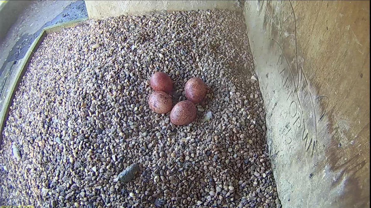 FaB Peregrines tweet media