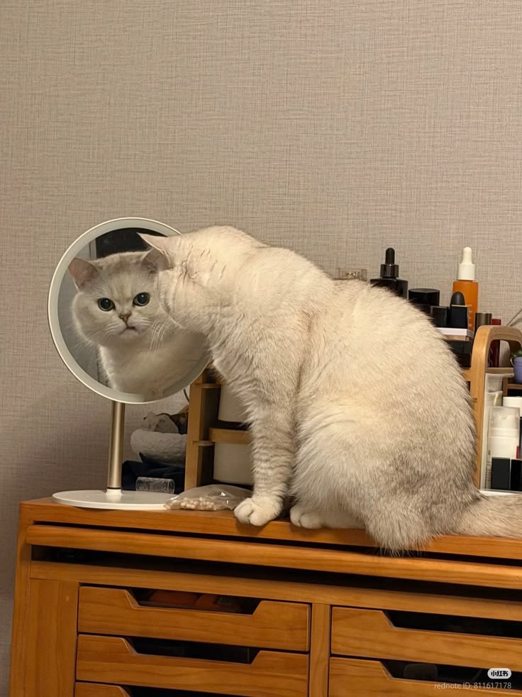 No Context Cats tweet media