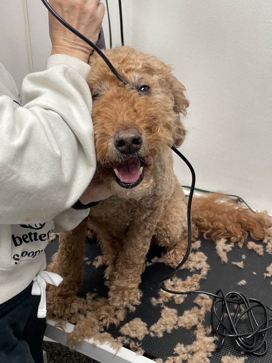 Dagenator's tweet image. Oh boy. It was (sigh) one of those weekends. We all do our best! #labradoodles #doggrooming #gadzooks
