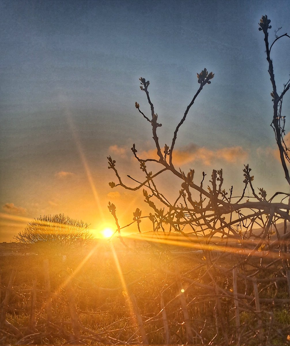 Francesc Millán tweet media