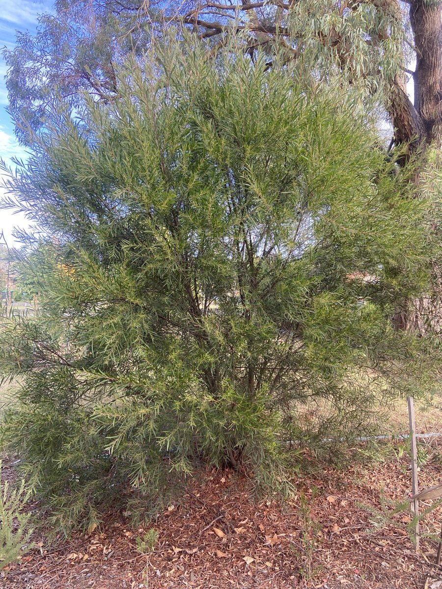 Guy Ballard tweet media