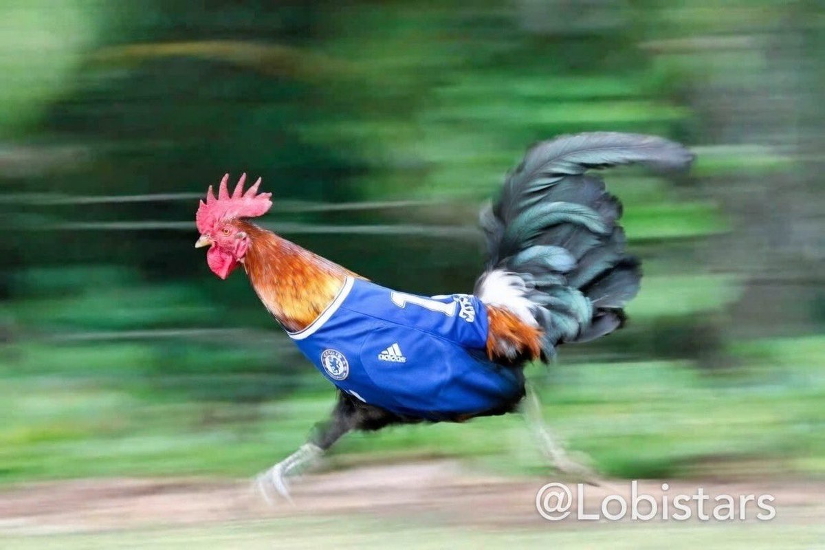 lobistars🇳🇬 tweet media