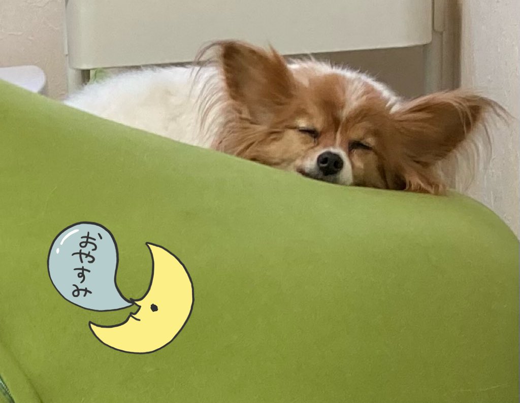 アマリリス tweet media