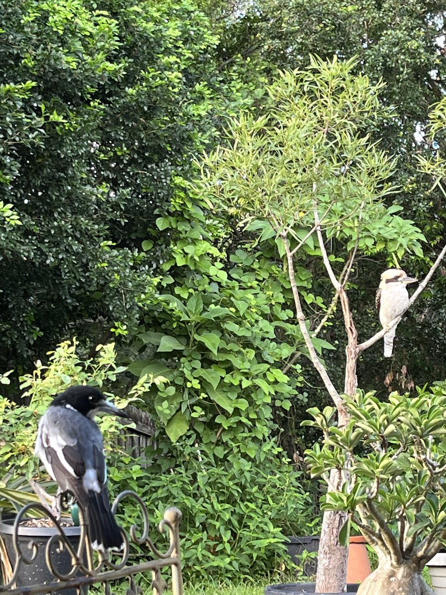 TheBLACK🌚TRACKER (@chad50726588) on Twitter photo 