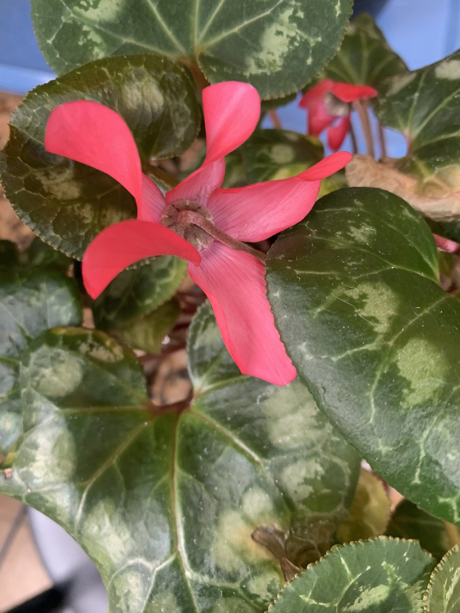 Dr. Tenisha M. tweet media