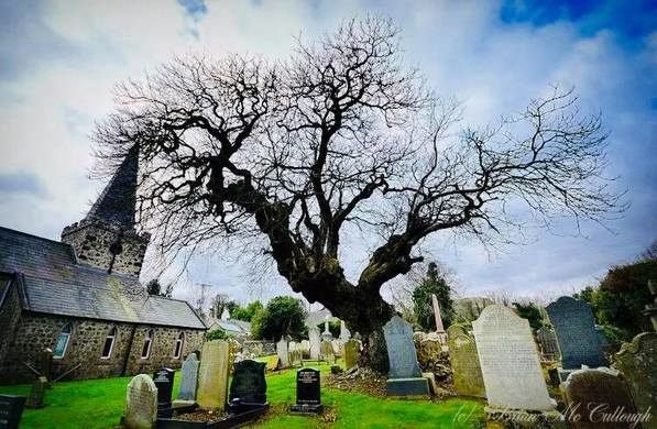 Los Árboles Mágicos ®️, (by Oscar Gaitan) tweet media