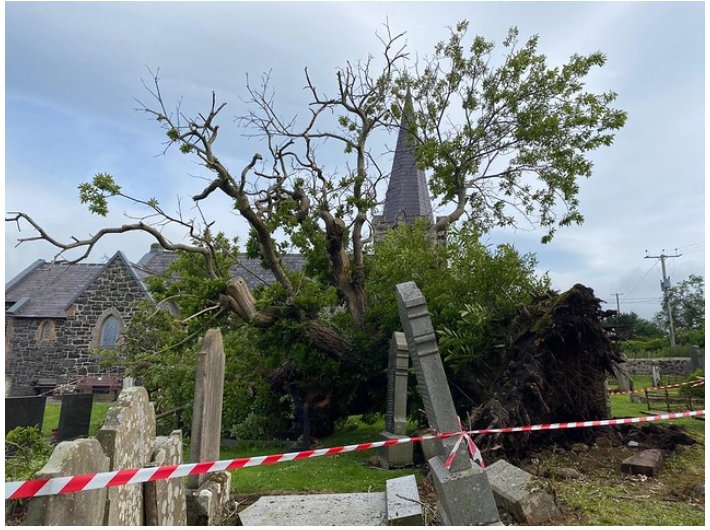 Los Árboles Mágicos ®️, (by Oscar Gaitan) tweet media