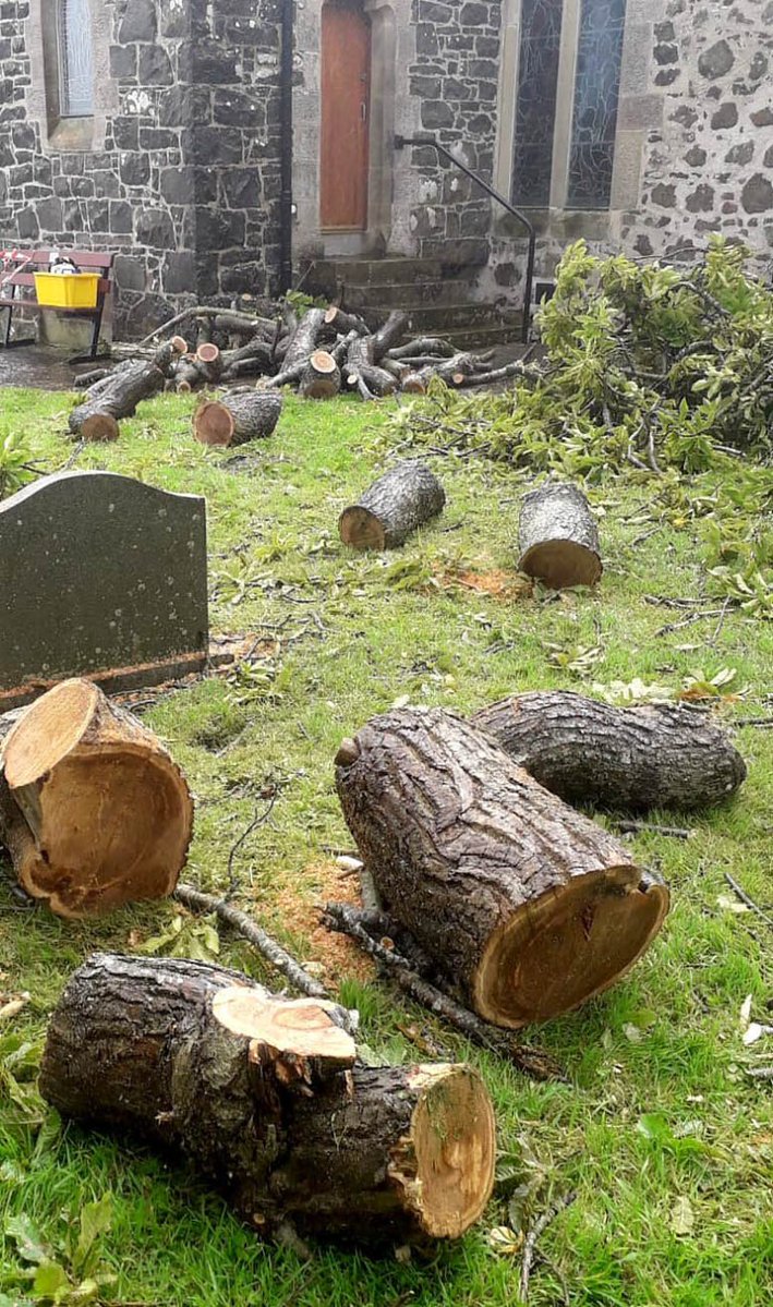 Los Árboles Mágicos ®️, (by Oscar Gaitan) tweet media