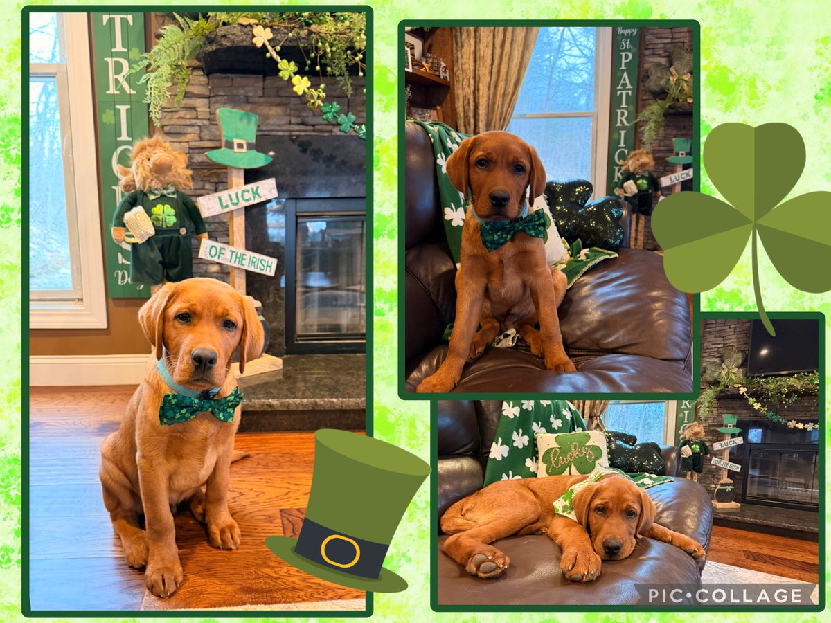 Arći (In memory of AZLAN🌈) tweet media