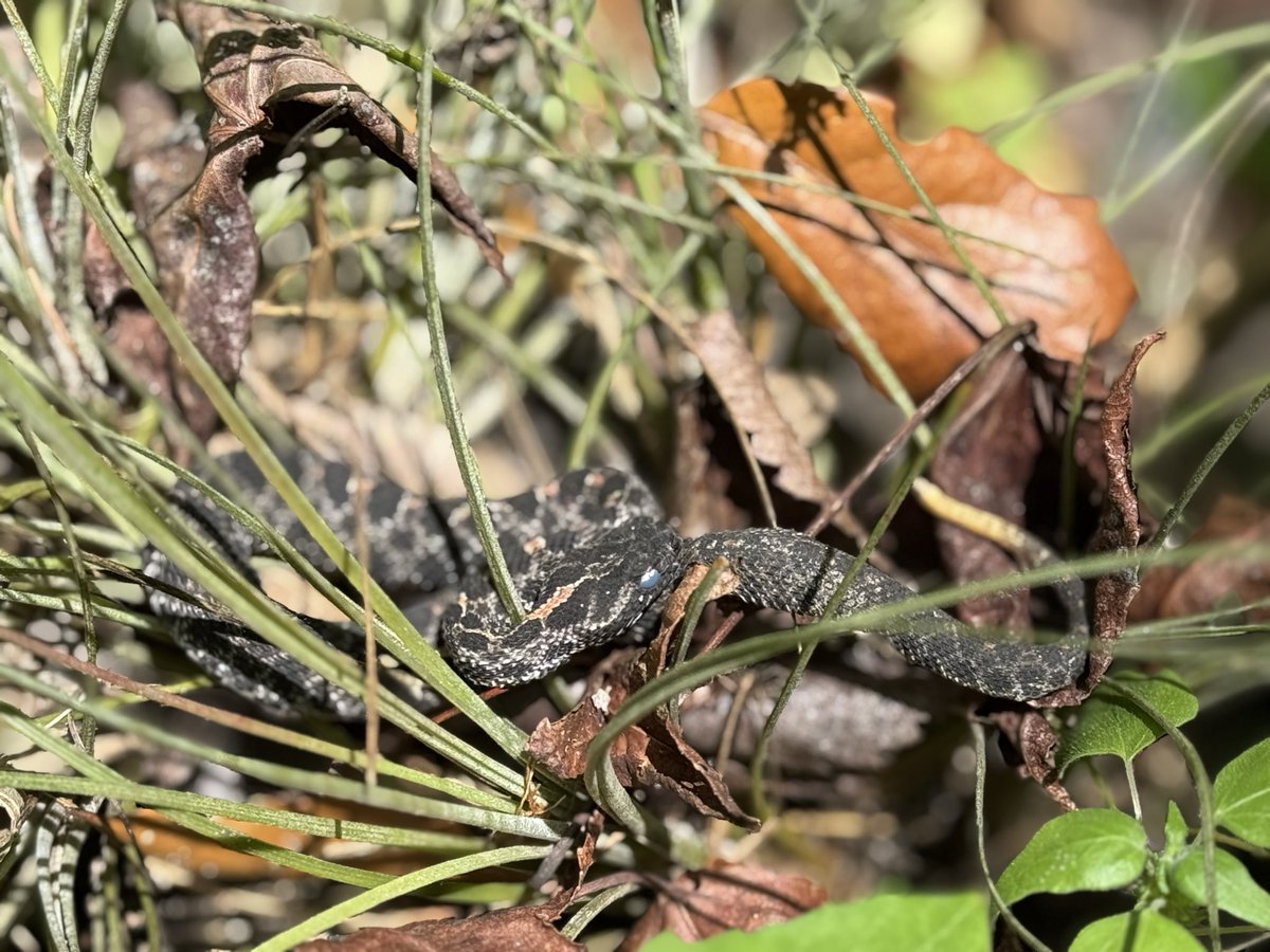 dolbyl's tweet photo. The wildlife finding a warm sunny spot to sunbathe on this cold 🥶 Tuesday in Florida. #optoutside #getoutside #nature #NaturePhotography #lovefl #hikefl #hikeflorida #floridatrails #trailslikethese https://t.co/6B4qE4y936