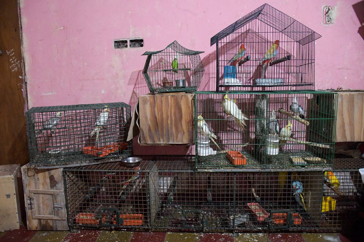 municorrientes's tweet photo. Rescatamos 24 aves exóticas y dos perros víctimas de maltrato en barrio Santa María 🐕🐦 Tras la denuncia recibida al #MuniBot y una vez constatado el caso, intervenimos junto a la Policía y Recursos Naturales en el retiro de los animales para su rehabilitación en Centro Aguará. https://t.co/TE6c2B7OTB