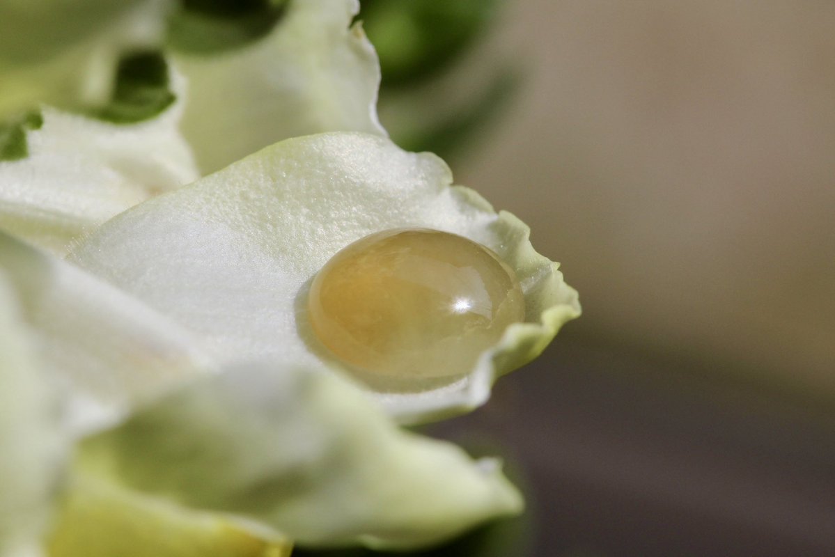 翡翠商のお店 ヤギトレーディング 2026年仙台石フリマ 3月29日（日） 出店✨ tweet media