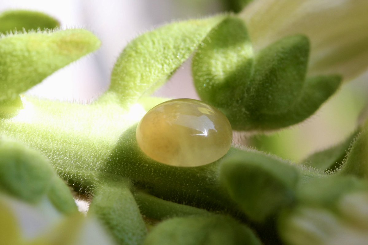 翡翠商のお店 ヤギトレーディング 2026年仙台石フリマ 3月29日（日） 出店✨ tweet media