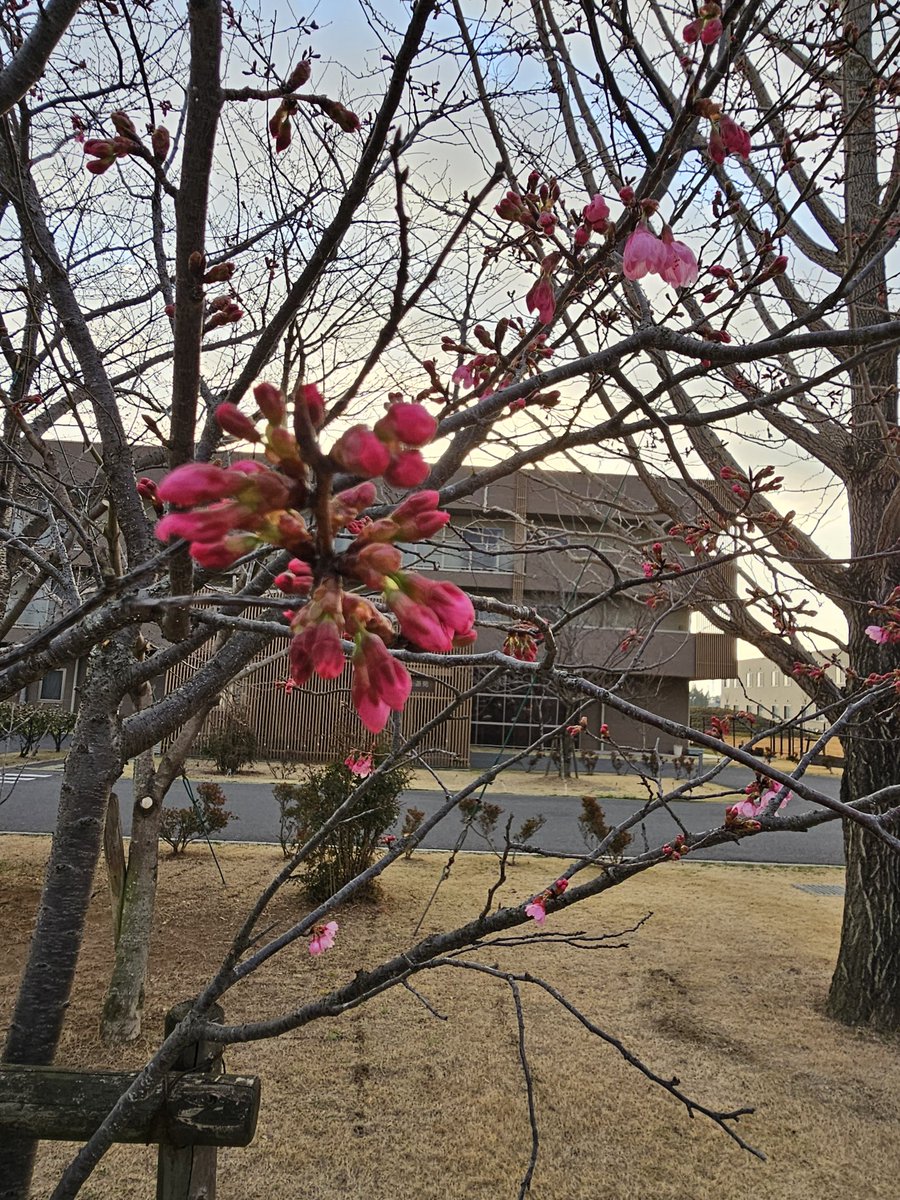 ritsu_of's tweet photo. 職場のサクラ🌸が咲きそうです。春🌱🌷🌱近し🎵 https://t.co/YloL9JCEww