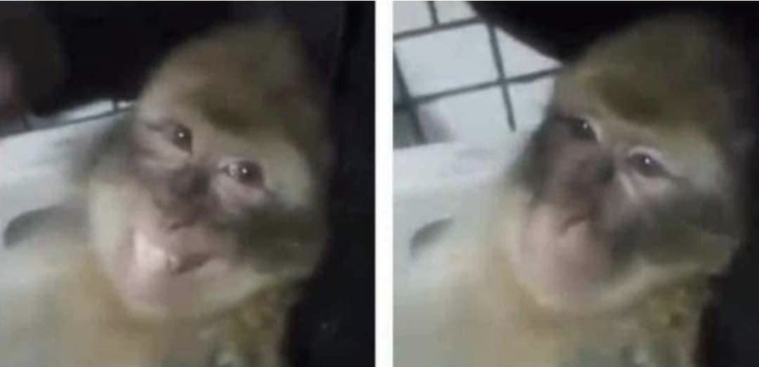 π-rioca™ tweet media