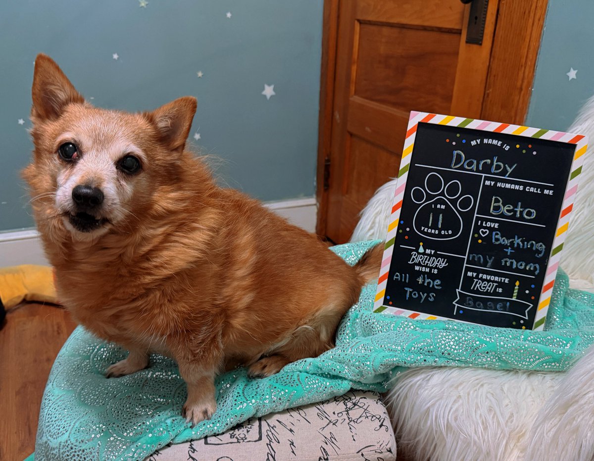 HurricaneHMW's tweet photo. Happy 11th birthday to my little troublemaker. I love you Darby!! And happy St. Patrick’s day too!! ❤️ ☘️ https://t.co/5OlWnPzsh3