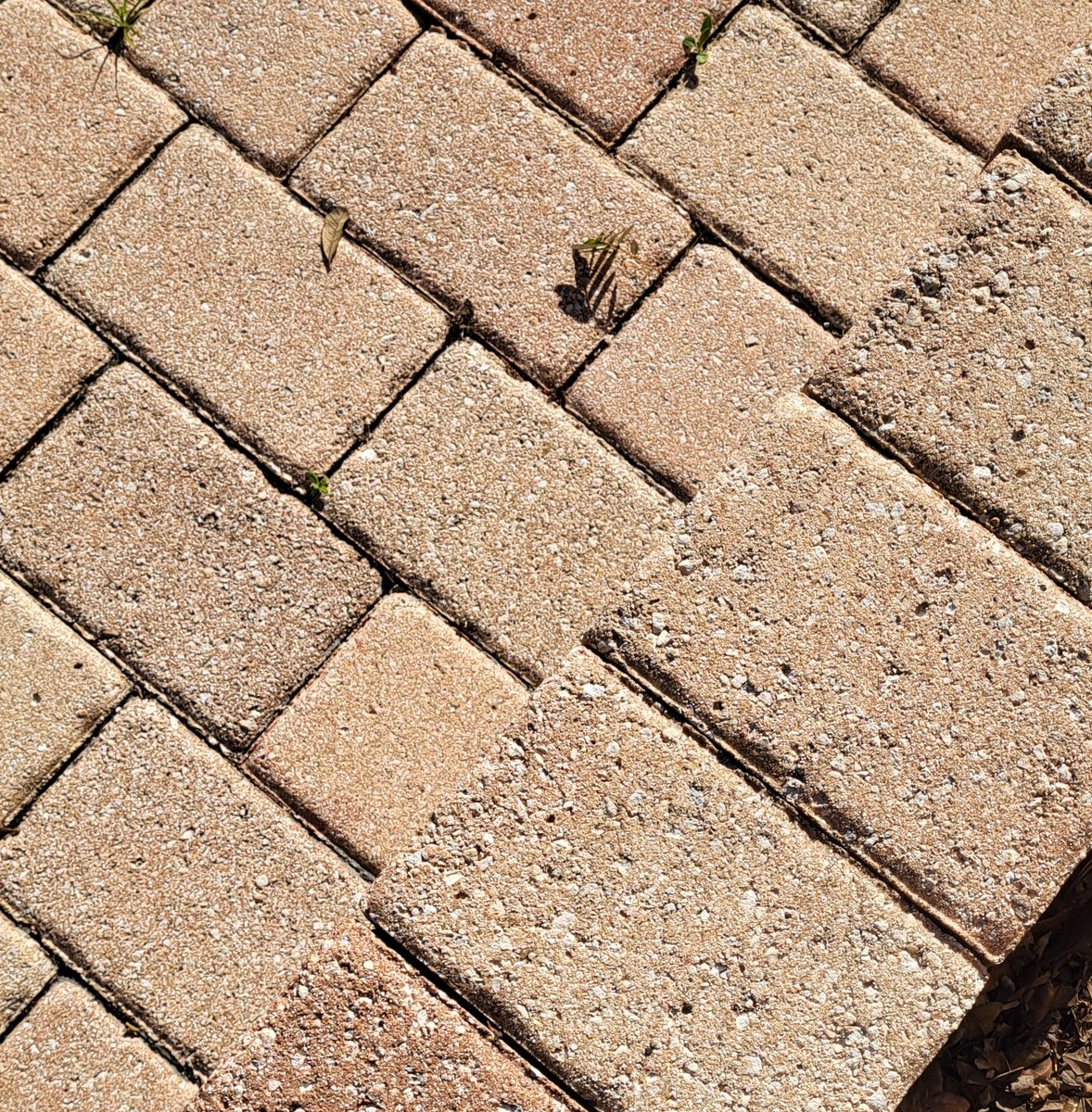 Starbellied Sneech 🇺🇸 tweet media