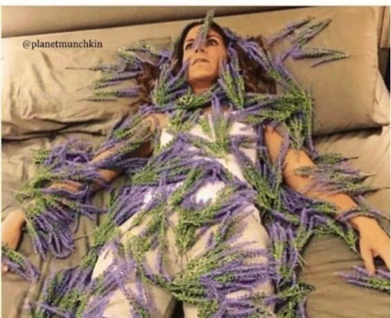 devereux1655's tweet image. When someone tells me lavender helps you sleep 💁🏻‍♀️🤣🛏️💤 #insomnia #sleep