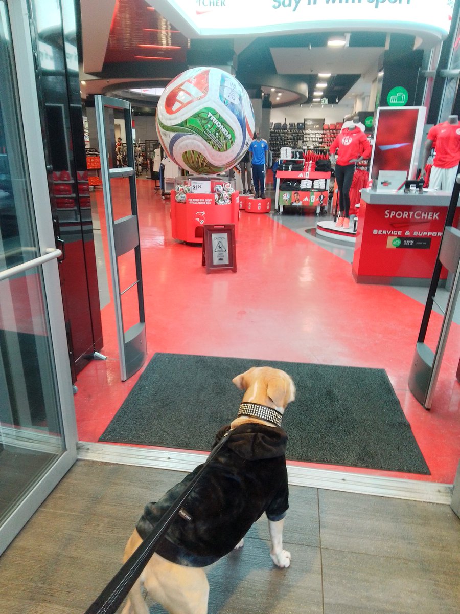 LebrockTony's tweet photo. 🍀🌅🐾Joey's😳😱😆🐾👏👏
🐾💙🤎🤎😎🏀🫰🤎🤎💙🐾
#ballvibes #cantbelieve #pitti
#pittrageous #FIFA2026 #pet
#petlive #funnyreaction #dog
#soccer #playball #pittielife
#MadamRiley #joey #dogvibe https://t.co/gWhpk5vWb1