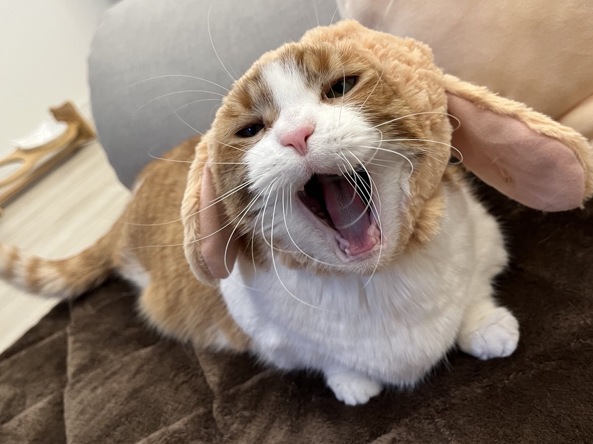 nyantaru222's tweet photo. うさみみたるとᕱ⑅︎ᕱ"♡

ねこのかぶりものシリーズ
どれもかわいいけどこれいちばんすき( ᴖ⩊ᴖ ) https://t.co/EktYYTZrzx