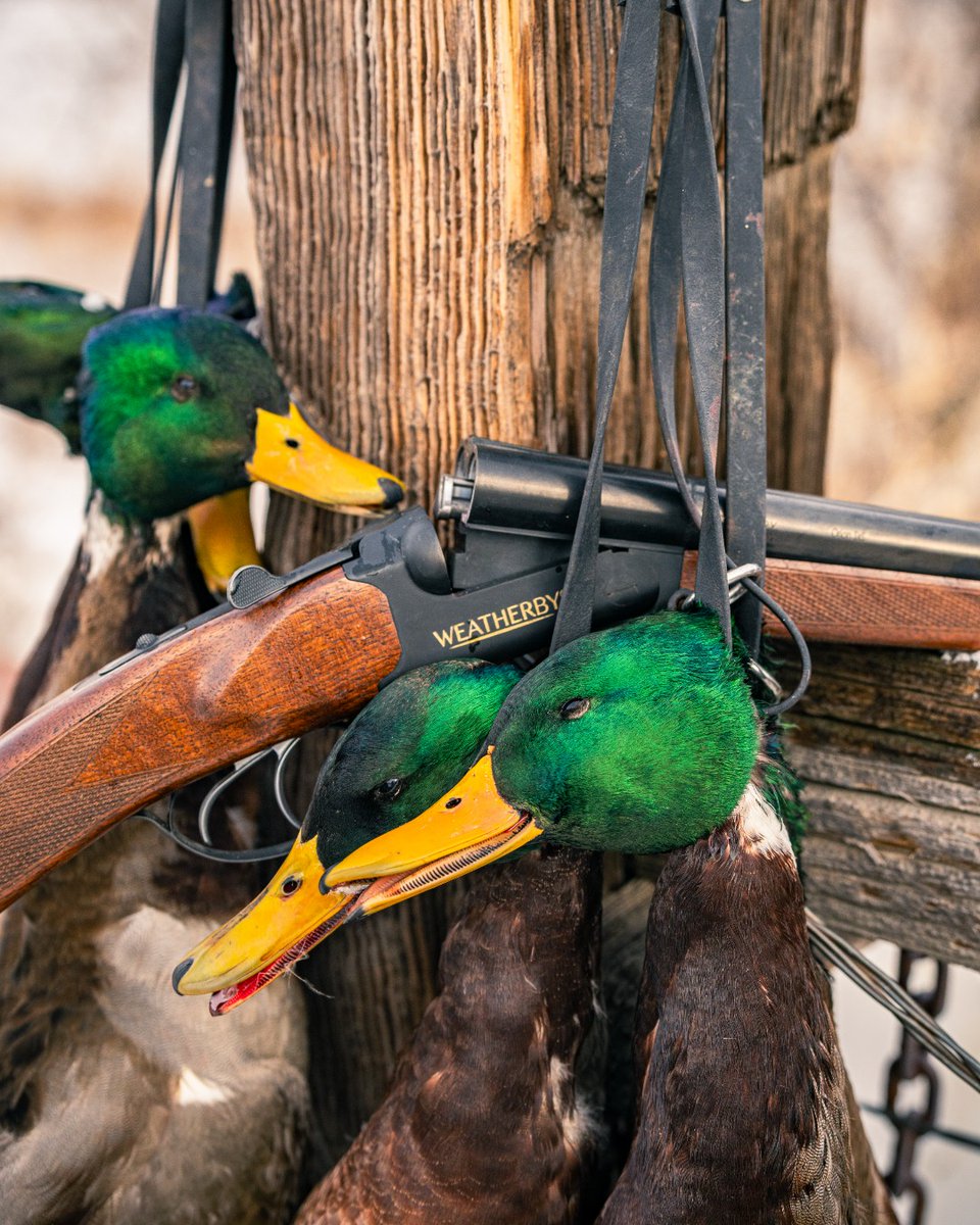 weatherbyinc's tweet image. Missin' stacking green a little extra today☘️ 

#Weatherby