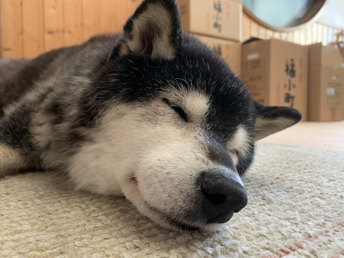 mesomeso tweet media