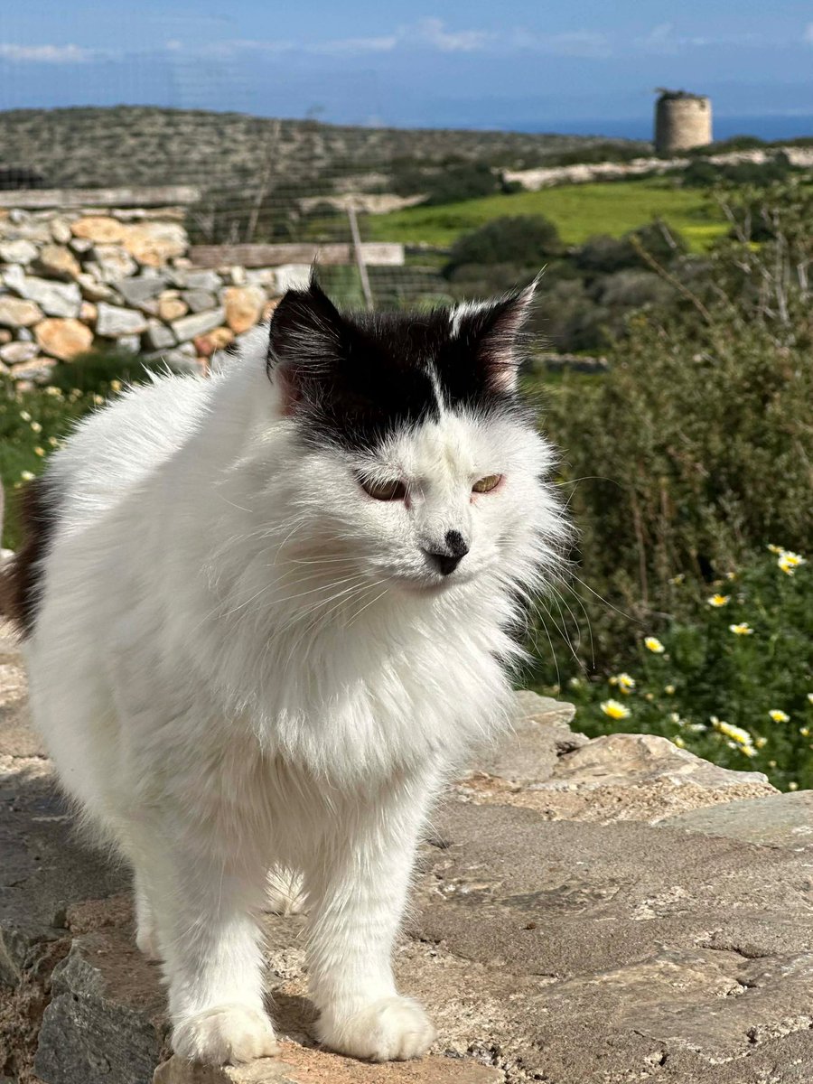 Cats of Iraklia tweet media