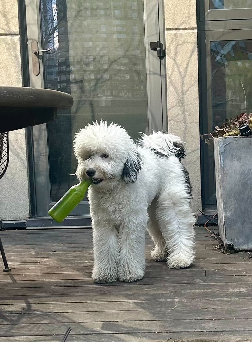 Lewis Black tweet media