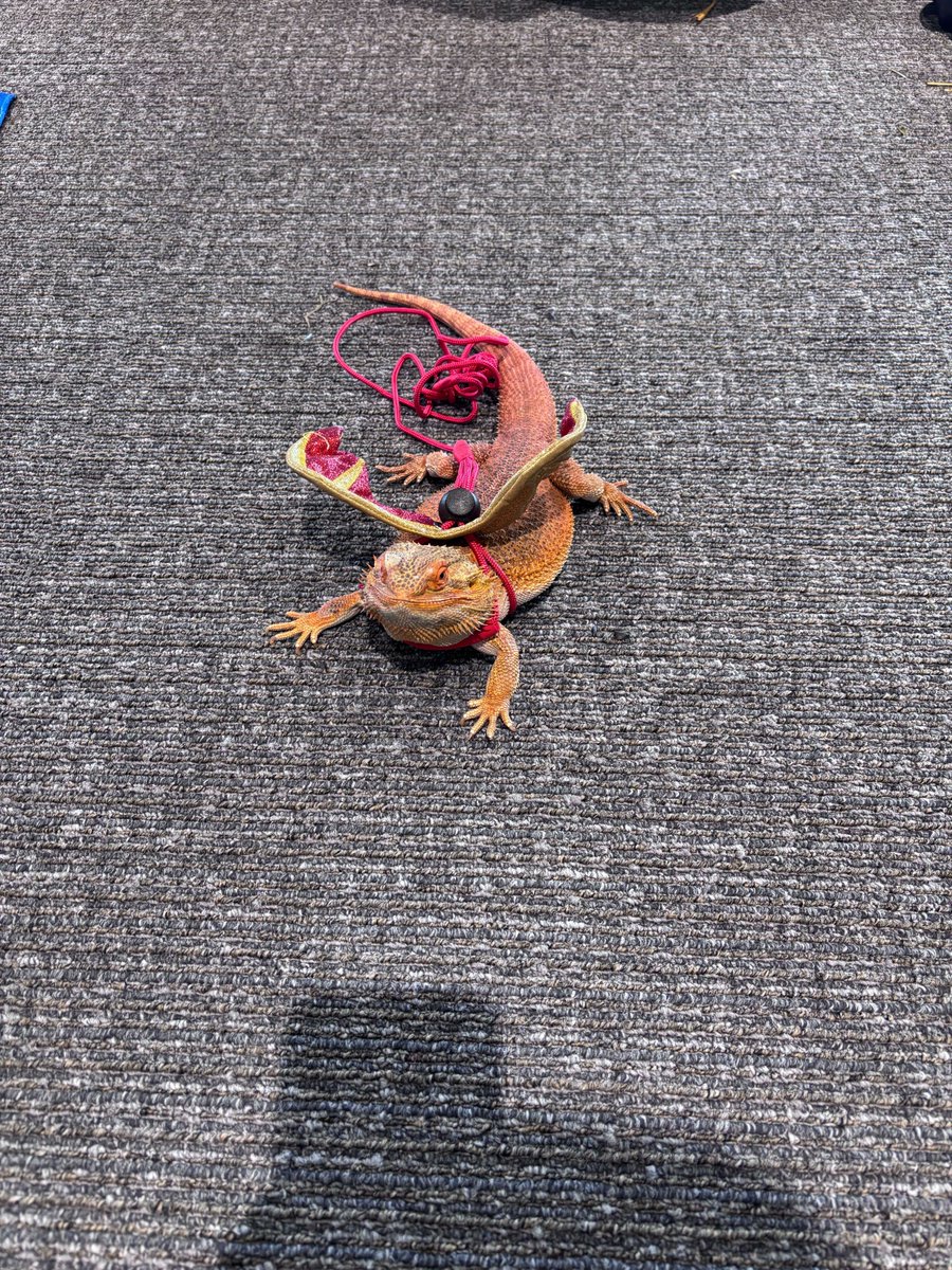 King Township P.L. tweet media