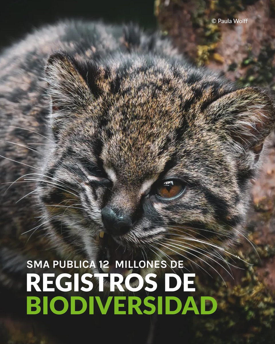 Fundación Reforestemos tweet media