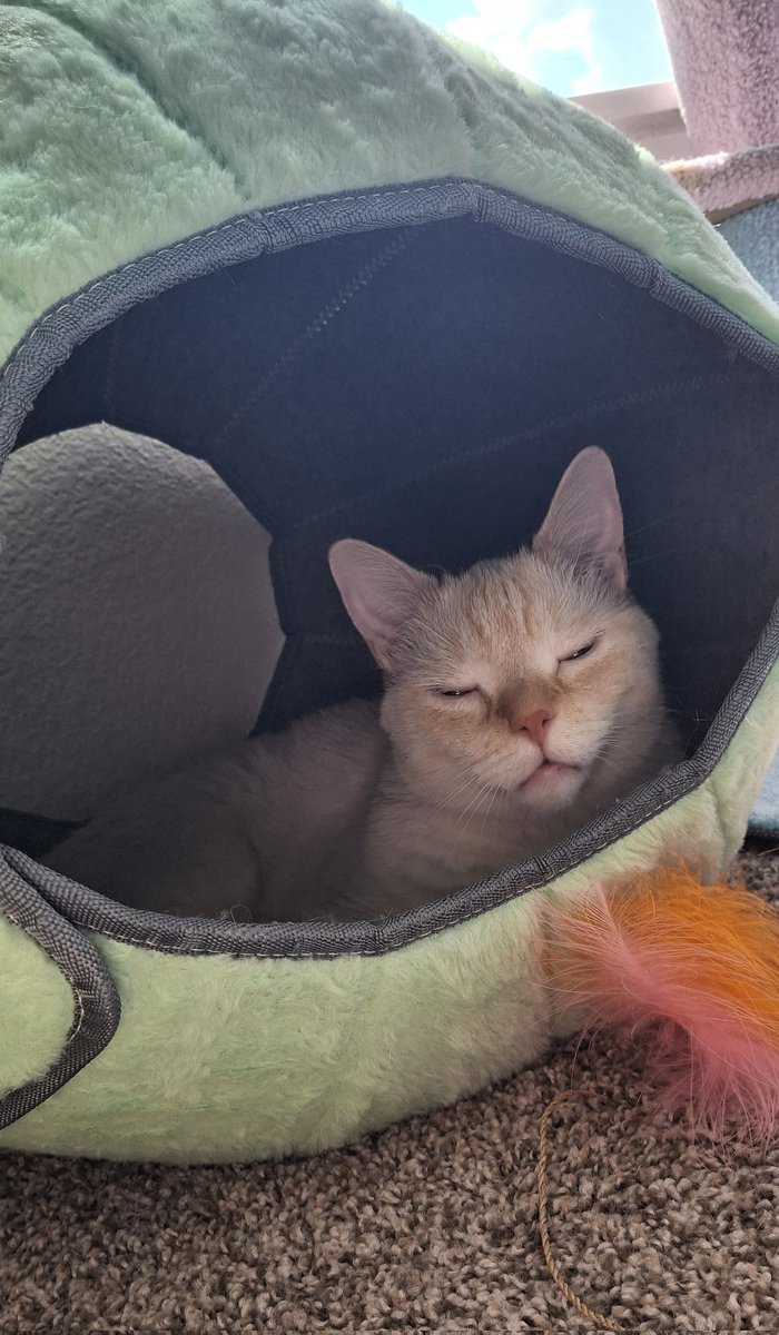 baby dog tweet media