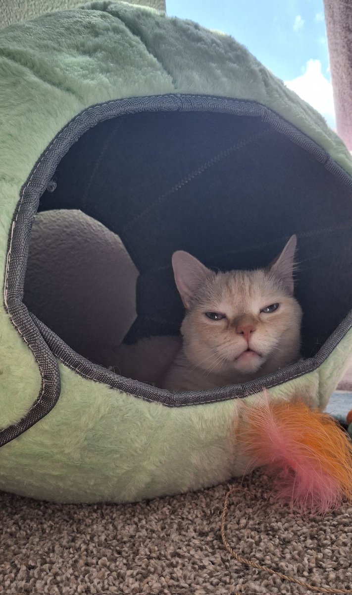 baby dog tweet media