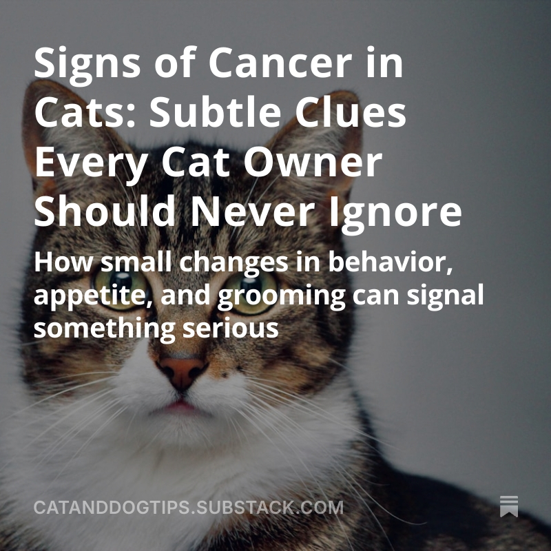 CatsAndDogsTips's tweet photo. While feline cancer isnโt always preventable, early detection dramatically improves outcomes. Knowing the warning signs can make all the difference #CatHealth #Cats #Catlovers https://t.co/ygDLDYBH9c https://t.co/GoTrEG4eko
